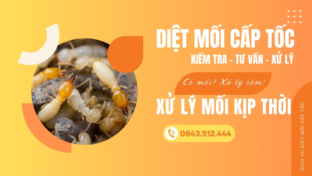 Dịch vụ diệt mối Hải Phòng