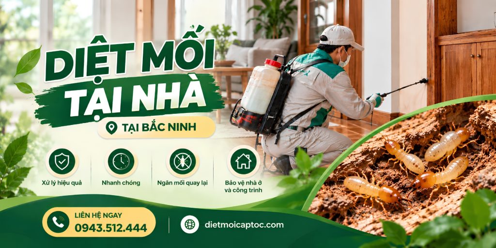 Dịch vụ diệt mối tại nhà ở Bắc Ninh