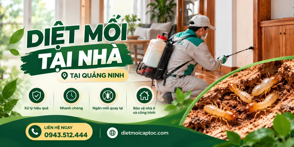 Dịch vụ diệt mối tại nhà ở Quảng Ninh